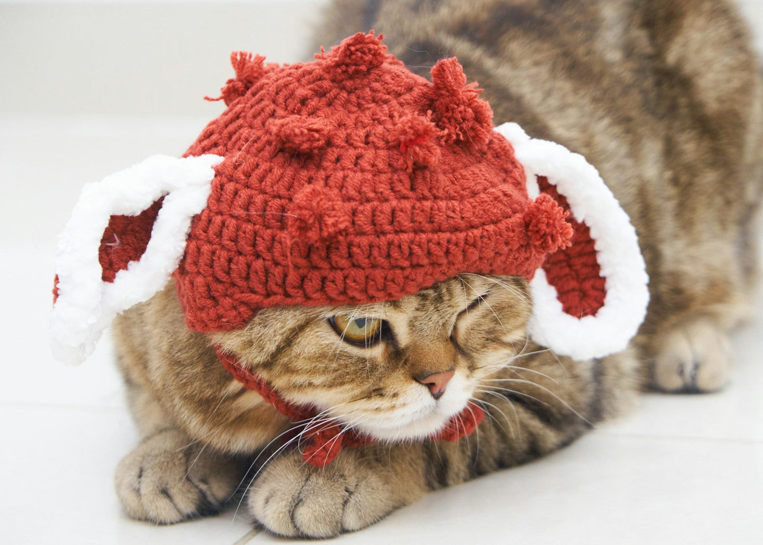 A Guide to Knitting a Cute Hat for Your Cat
