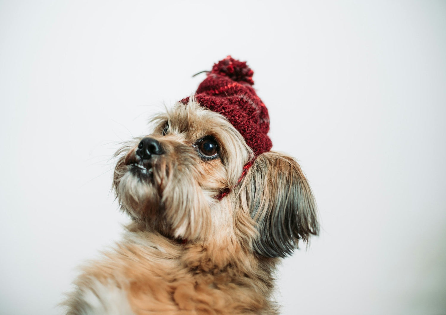 How to Make a Knitted Hat for Dogs?